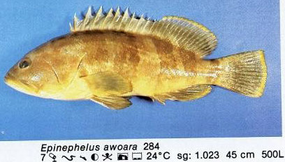 Epinephelus awoara